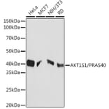 Western Blot - Anti-PRAS40 Antibody [ARC1965] (A308817) - Antibodies.com
