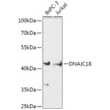 Western Blot - Anti-DNAJC18 Antibody (A308823) - Antibodies.com