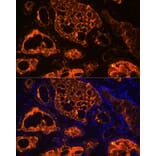 Immunofluorescence - Anti-Thyroglobulin Antibody [ARC1971] (A308824) - Antibodies.com