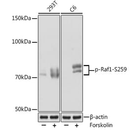 Western Blot - Anti-Raf1 (phospho Ser259) Antibody (A308827) - Antibodies.com