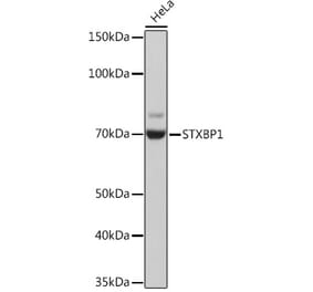 Western Blot - Anti-Munc18-1 Antibody [ARC1518] (A308829) - Antibodies.com