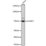 Western Blot - Anti-Munc18-1 Antibody [ARC1518] (A308829) - Antibodies.com