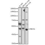 Western Blot - Anti-RBCK1 Antibody (A308832) - Antibodies.com