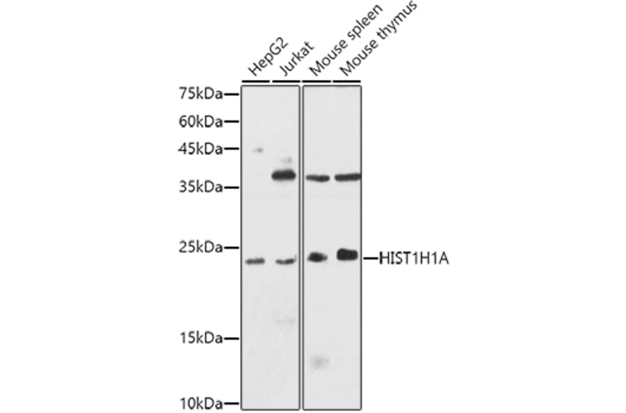 Western Blot - Anti-Histone H1.1 Antibody (A308833) - Antibodies.com