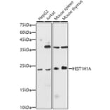 Western Blot - Anti-Histone H1.1 Antibody (A308833) - Antibodies.com