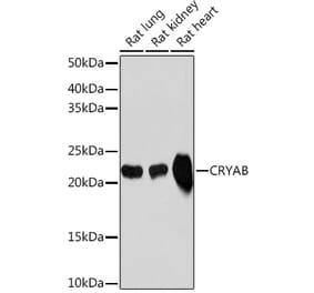 Western Blot - Anti-Alpha B Crystallin Antibody [ARC1672] (A308835) - Antibodies.com