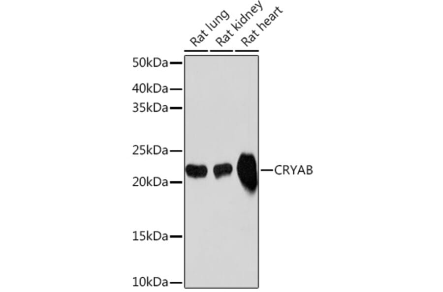 Western Blot - Anti-Alpha B Crystallin Antibody [ARC1672] (A308835) - Antibodies.com