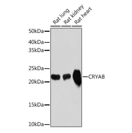 Western Blot - Anti-Alpha B Crystallin Antibody [ARC1672] (A308835) - Antibodies.com