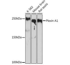 Western Blot - Anti-Plexin A1 Antibody [ARC2077] (A308836) - Antibodies.com