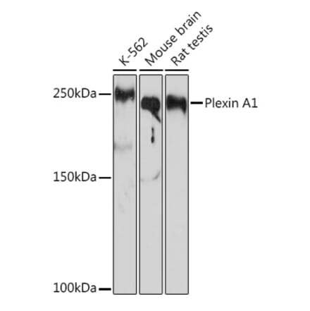 Western Blot - Anti-Plexin A1 Antibody [ARC2077] (A308836) - Antibodies.com