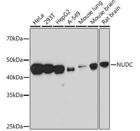 Western Blot - Anti-NUDC Antibody [ARC1103] (A308841) - Antibodies.com