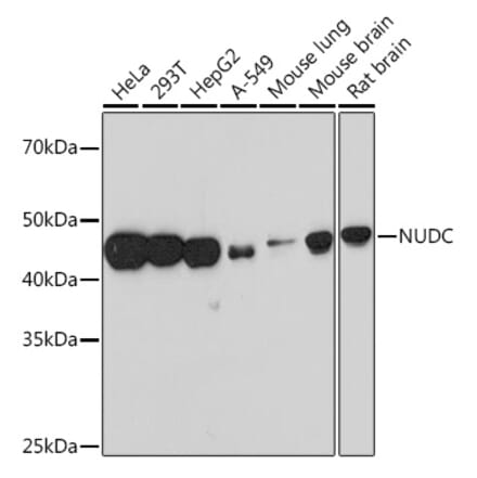 Western Blot - Anti-NUDC Antibody [ARC1103] (A308841) - Antibodies.com