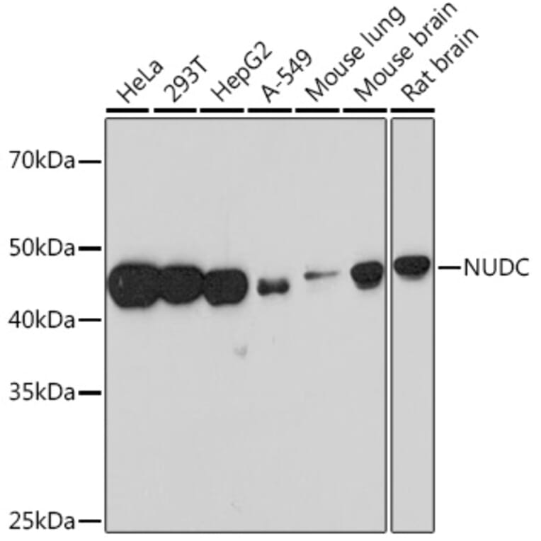 Western Blot - Anti-NUDC Antibody [ARC1103] (A308841) - Antibodies.com