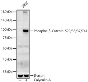 Western Blot - Anti-beta Catenin (phospho Ser29 + Ser33 + Ser37 + Thr41) Antibody (A308843) - Antibodies.com