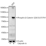Western Blot - Anti-beta Catenin (phospho Ser29 + Ser33 + Ser37 + Thr41) Antibody (A308843) - Antibodies.com
