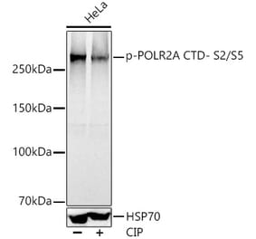 Western Blot - Anti-RNA polymerase II CTD repeat YSPTSPS (phospho Ser2 + Ser5) Antibody (A308845) - Antibodies.com