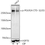 Western Blot - Anti-RNA polymerase II CTD repeat YSPTSPS (phospho Ser2 + Ser5) Antibody (A308845) - Antibodies.com