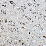 Immunohistochemistry - Anti-Strumpellin Antibody (A308848) - Antibodies.com
