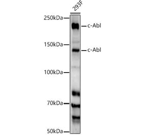 Western Blot - Anti-ABL1 Antibody (A308850) - Antibodies.com