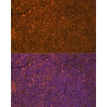 Immunofluorescence - Anti-LSP1 Antibody [ARC1952] (A308852) - Antibodies.com