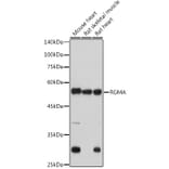 Western Blot - Anti-Repulsive Guidance Molecule A Antibody [ARC2546] (A308854) - Antibodies.com