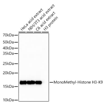 Western Blot - Anti-Histone H3 (mono methyl Lys9) Antibody [ARC54621] (A308857) - Antibodies.com