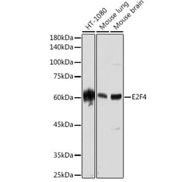 Western Blot - Anti-E2F4 Antibody [ARC2223] (A308859) - Antibodies.com