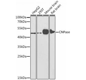 Western Blot - Anti-CNPase Antibody (A308860) - Antibodies.com