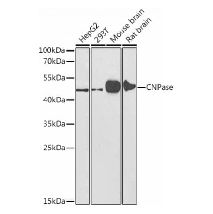 Western Blot - Anti-CNPase Antibody (A308860) - Antibodies.com