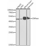 Western Blot - Anti-CNPase Antibody (A308860) - Antibodies.com