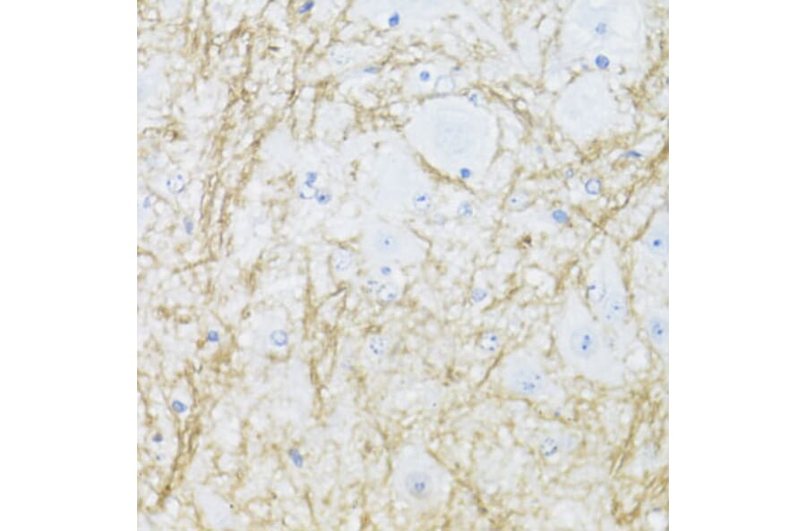 Immunohistochemistry - Anti-CNPase Antibody (A308860) - Antibodies.com
