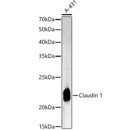 Western Blot - Anti-Claudin 1 Antibody (A308861) - Antibodies.com