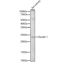 Western Blot - Anti-Claudin 1 Antibody (A308862) - Antibodies.com