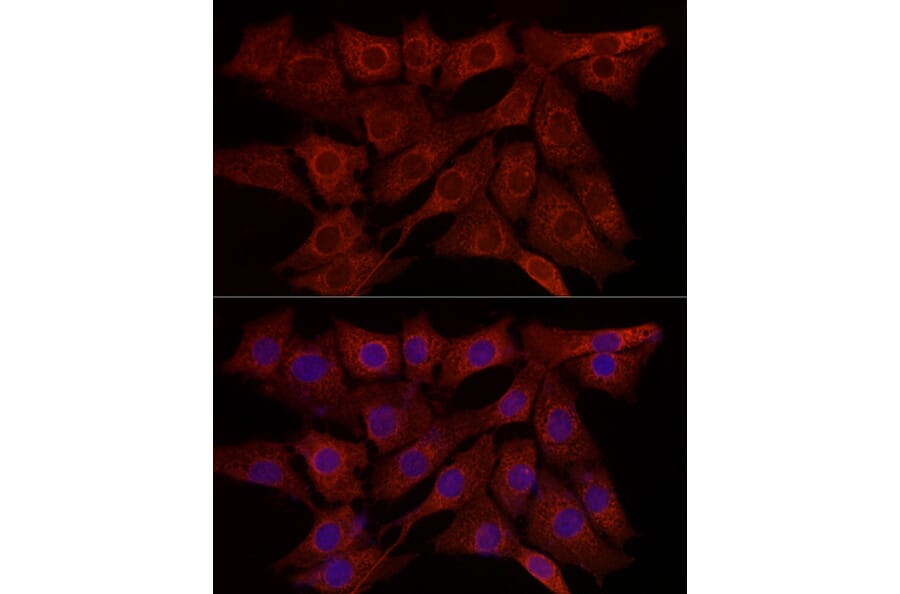 Immunofluorescence - Anti-SYPL1 Antibody (A308863) - Antibodies.com