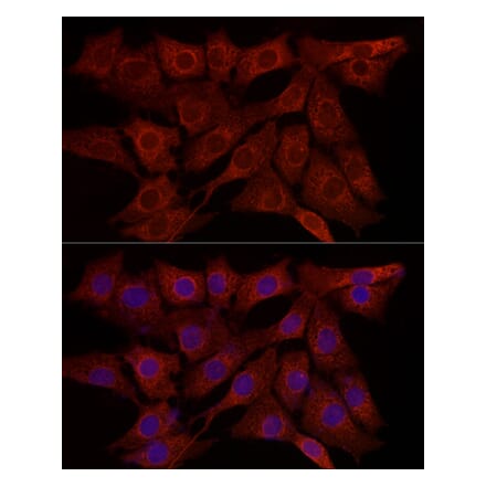 Immunofluorescence - Anti-SYPL1 Antibody (A308863) - Antibodies.com