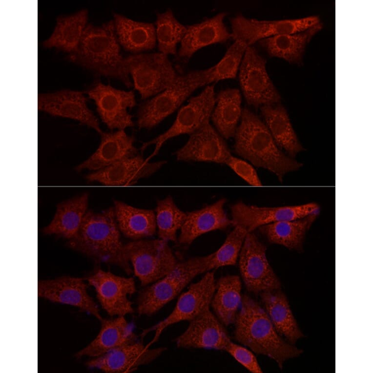 Immunofluorescence - Anti-SYPL1 Antibody (A308863) - Antibodies.com