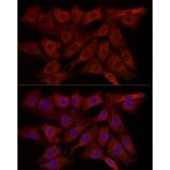 Immunofluorescence - Anti-SYPL1 Antibody (A308863) - Antibodies.com