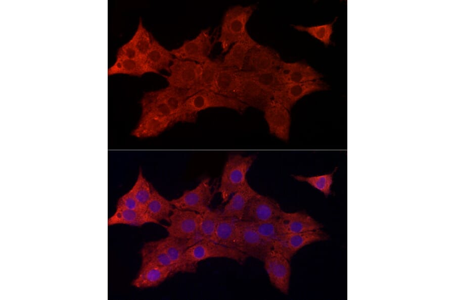 Immunofluorescence - Anti-SYPL1 Antibody (A308863) - Antibodies.com