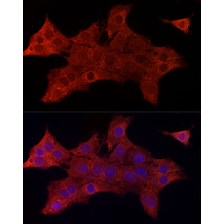 Immunofluorescence - Anti-SYPL1 Antibody (A308863) - Antibodies.com