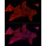 Immunofluorescence - Anti-SYPL1 Antibody (A308863) - Antibodies.com