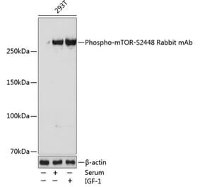 Western Blot - Anti-mTOR (phospho Ser2448) Antibody [ARC0094] (A308866) - Antibodies.com