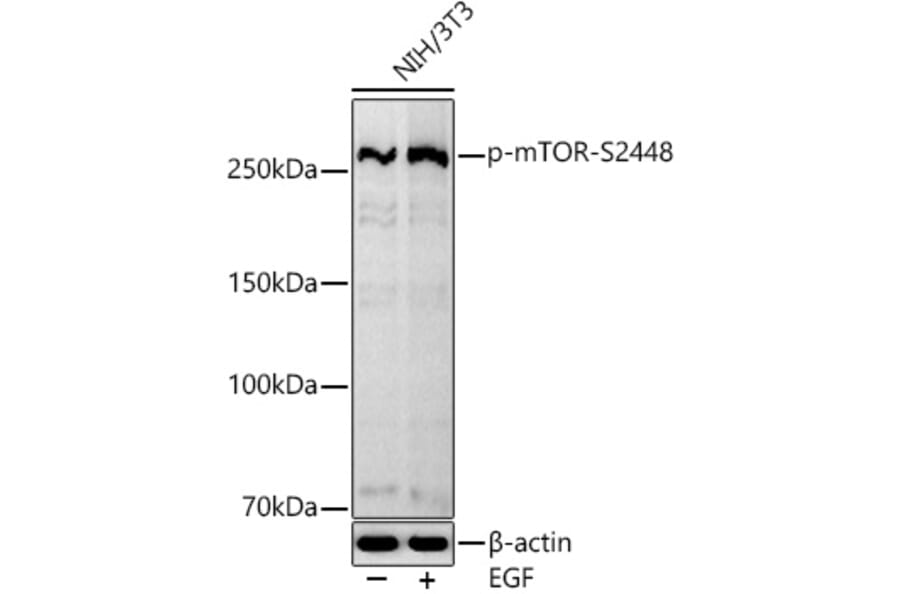 Western Blot - Anti-mTOR (phospho Ser2448) Antibody [ARC0094] (A308866) - Antibodies.com