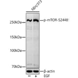 Western Blot - Anti-mTOR (phospho Ser2448) Antibody [ARC0094] (A308866) - Antibodies.com