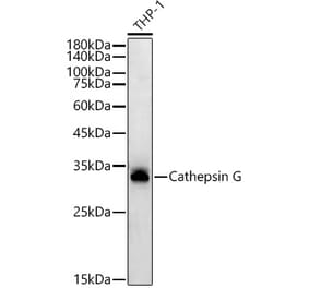 Western Blot - Anti-Cathepsin G Antibody [ARC54792] (A308868) - Antibodies.com