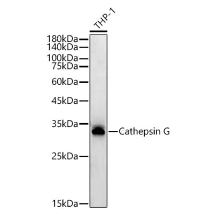 Western Blot - Anti-Cathepsin G Antibody [ARC54792] (A308868) - Antibodies.com