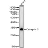 Western Blot - Anti-Cathepsin G Antibody [ARC54792] (A308868) - Antibodies.com