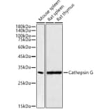 Western Blot - Anti-Cathepsin G Antibody [ARC54792] (A308868) - Antibodies.com