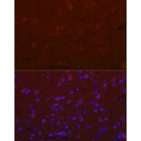Immunofluorescence - Anti-Versican Antibody (A308869) - Antibodies.com