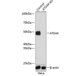Western Blot - Anti-ATG4A Antibody (A308873) - Antibodies.com