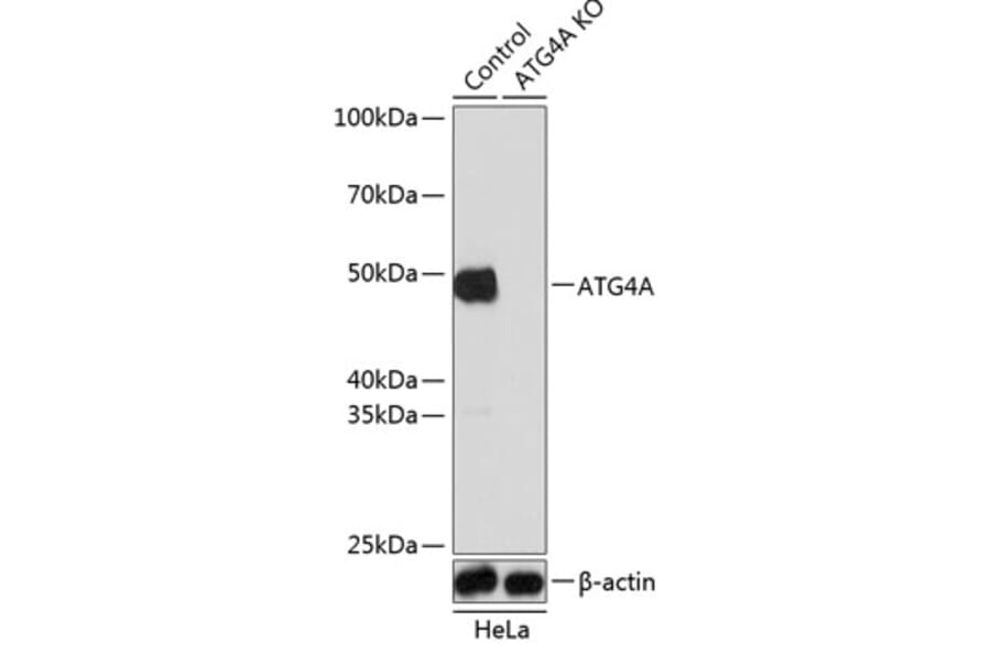 Western Blot - Anti-ATG4A Antibody (A308873) - Antibodies.com